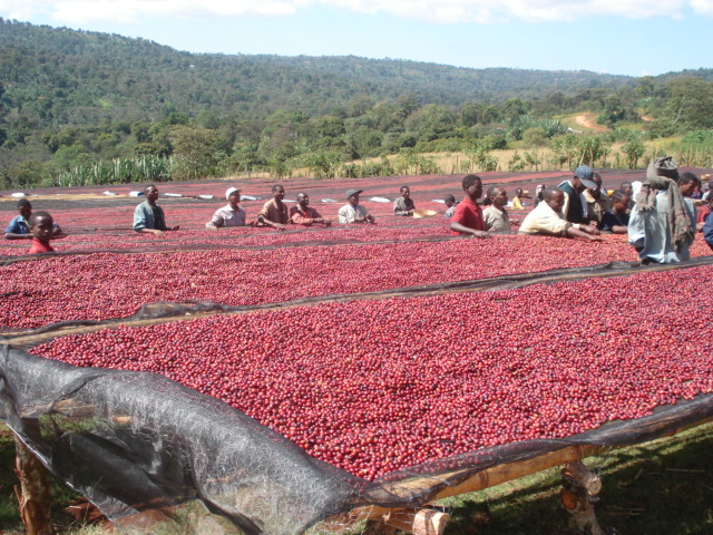 green and roasted coffee beans Sidama Natural Process